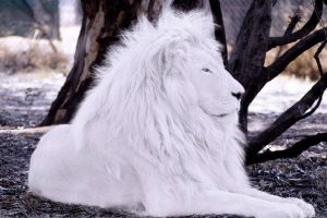 white lion by bobbyboggs182 d5pj5q9